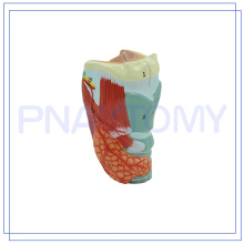 PNT-0441 grandeur nature modèle de larynx humain